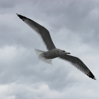 Flying Albatross