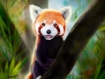 Red panda