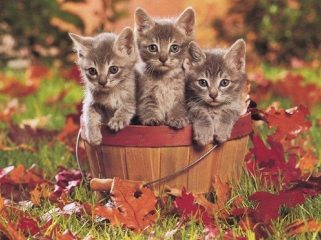 cute kittens on the bucket - animals, bucket, cats, cute, kittens