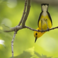 Yellow bird