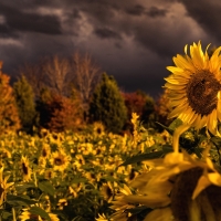 Sunflowers