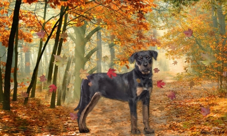 Rottweiler in Fall Forest - animal, leaves, Dogs, autumn, forest, rottweiler