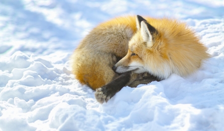Fox - animal, fur, Fox, snow