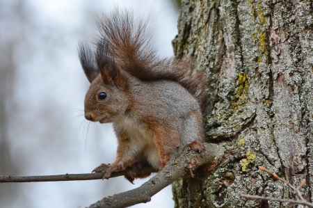 Squirrel - animal, squirrel, tail, tree
