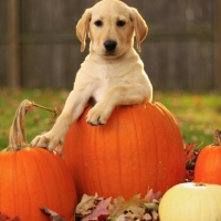 Cute labrador retriever puppy