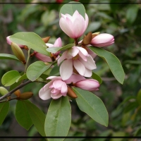 MAGNOLIA FLOWERS