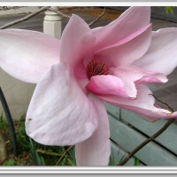 MAGNOLIA FLOWER