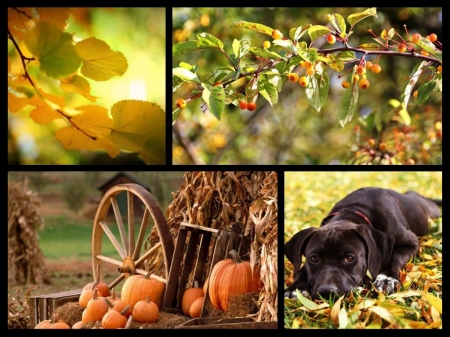 fall season collage - fall, collage, season, nature