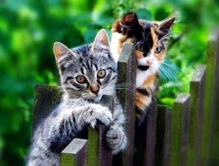 cute kittens on the fence - animals, cats, cute, fence, kittens