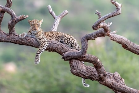 Leopard with the Stare - leopard, nature, tree, animals