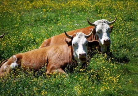 Basking in the Sunshine - Cows, meadow, resting, horns