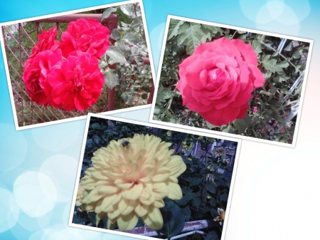 Roses - Flowers & Nature Background Wallpapers on Desktop Nexus (Image ...