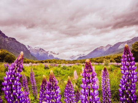 Lupins in Fiordland Natl Park, NZ