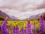 Lupins in Fiordland Natl Park, NZ