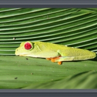 RAIN FOREST FROG