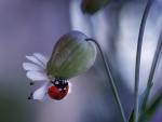 Ladybug