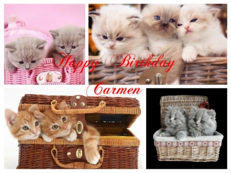 Happy Birthday Carmen ! - animals, birthday, cats, friend