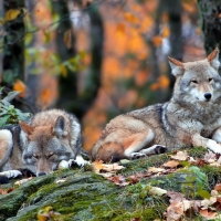 Fall wolves