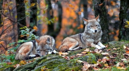 Fall wolves