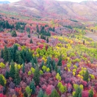 Autumn Foliage of Utah