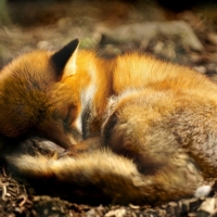 Sleeping fox