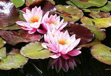 beautiful pink water lily - pink, nature, flowers, water lily