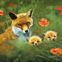 Fox Cubs