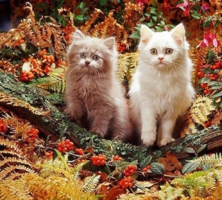 cute fall arrangement - fall, kittens, arrangement, cats, cute, animals