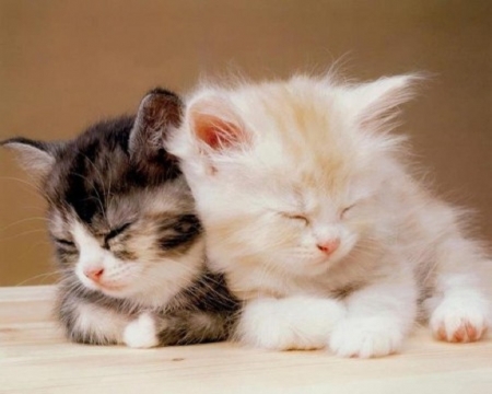 cute sleeping kittens - kittens, cute, cats, sleeping, animals