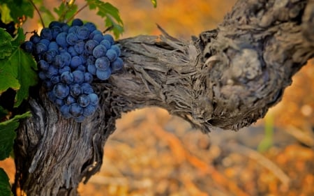 Grapes - grapes, toamna, grape, autumn, wood, fruit, struguri