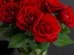 Red roses