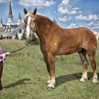 Big Horse Jake . .