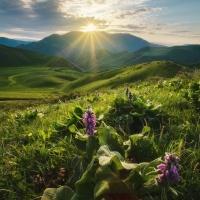 Mountain Meadow