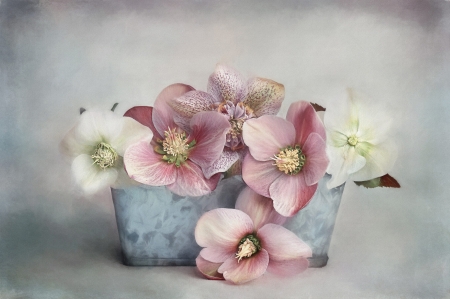 Anemones - still life, anemone, blue, white, pink, flower, vase