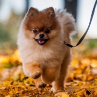 Cute pomeranian puppy