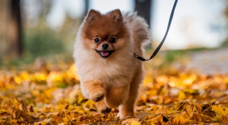 Cute pomeranian puppy