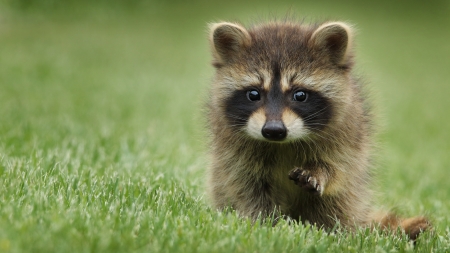 Wait! - cub, grass, raccoon, baby, animal, paw, raton, green, cute