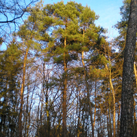 Debrecen - Great Forest 6