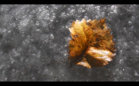 Leaf on Ice - ice, silver, cold, winter, leaf, gold