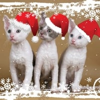 kitten christmas