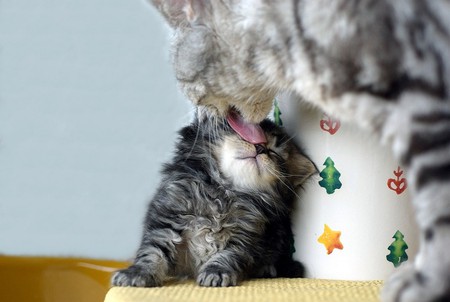 Sweet Kisses - kisses, kitten, lick, sweet, cat