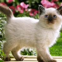 Small kitty
