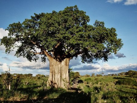 alek35 - k, tree of the life