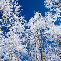 trees covered with snow in winter 