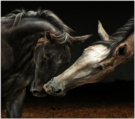 All possible love - horses, love, intimacy, passion, feelings, animals, tenderness