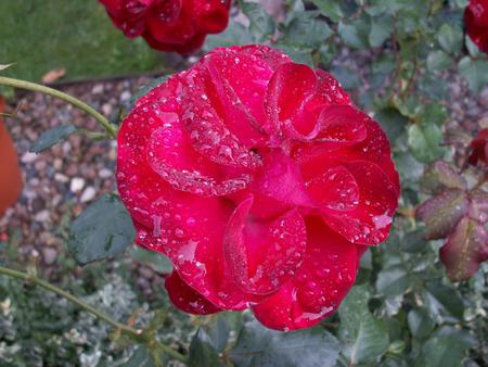 wet red rose - perfect, droplets, water, rain