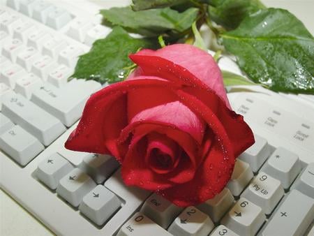 keyboard rose - red rose, droplels, computer, perfect