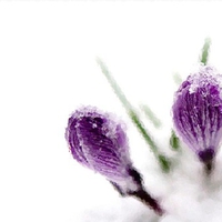 Flowers in the snow