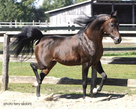 Arabian - horses, animals, arabian horse