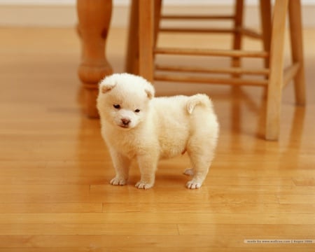 Little dog - dog, pup, cuddley, chair, fluffy, cule, white, adorable, puppy, little white dog